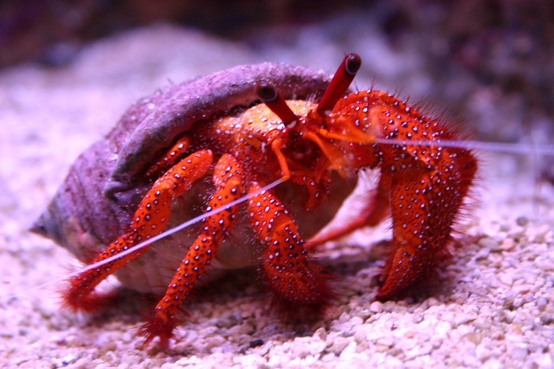 red hermit crab