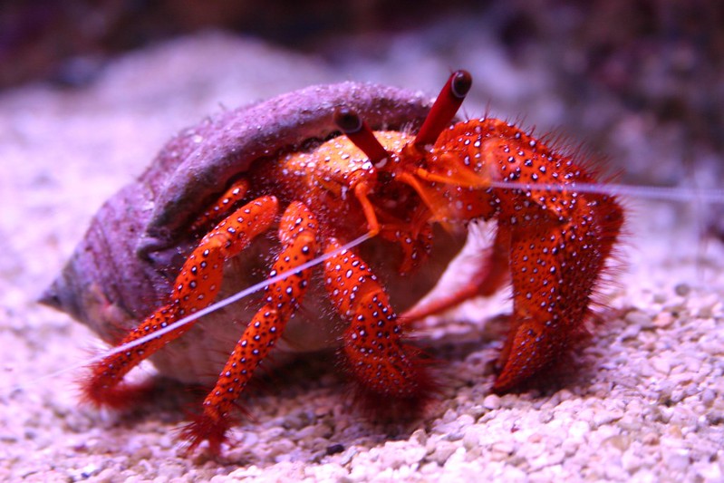 All You Need To Know About Red Hermit Crab - TROPICAL FISH ANSWERS