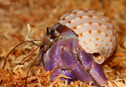 Blueberry Hermit Crab 3