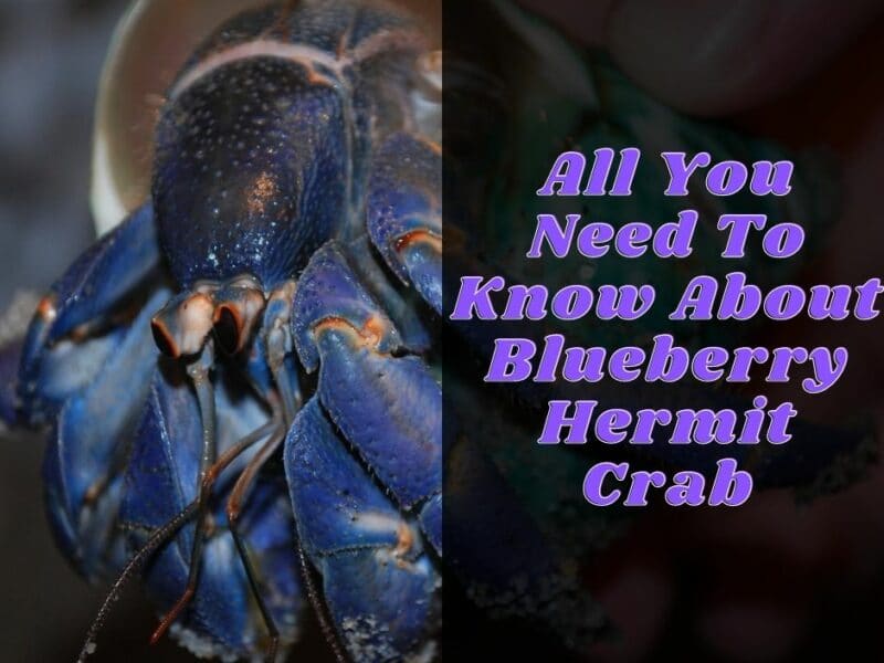 Blueberry Hermit Crab