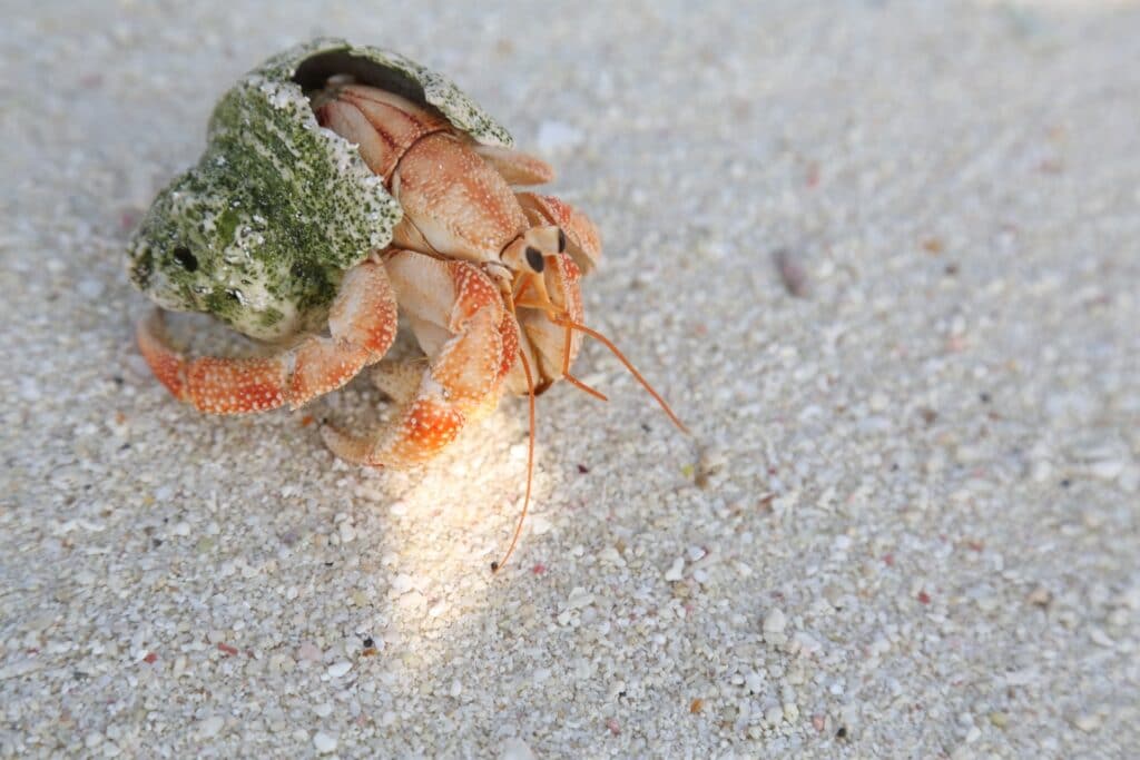Hermit Crab Out Of Shell 1