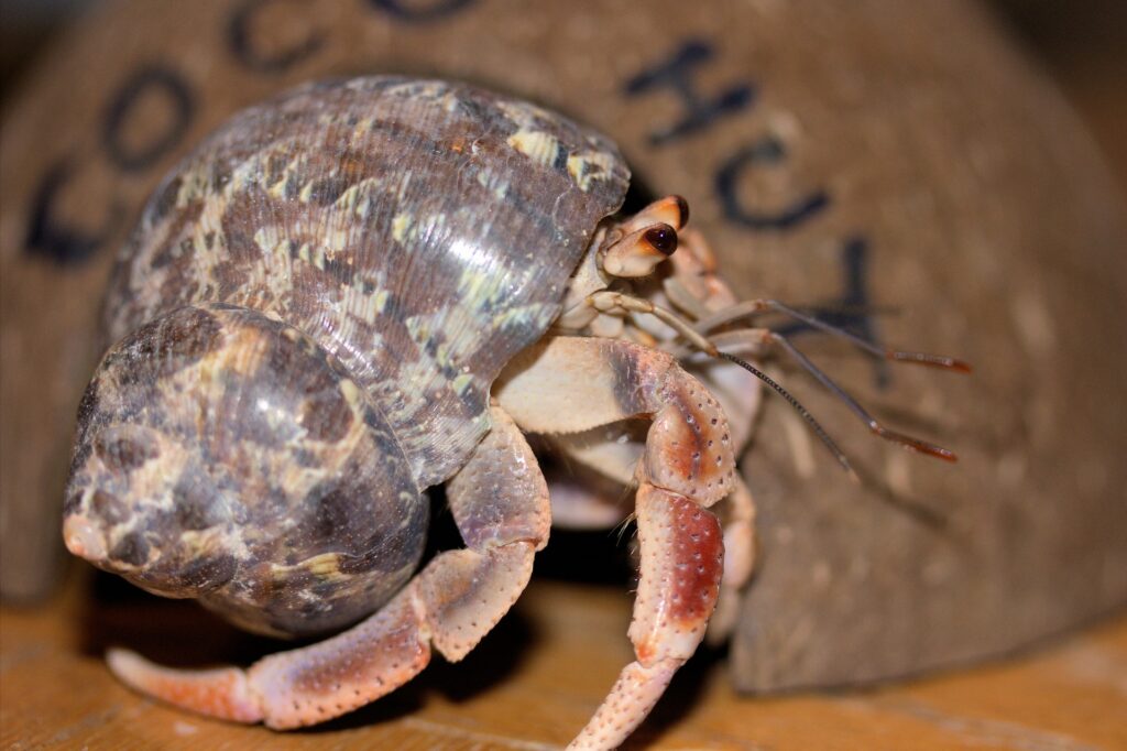 Hermit Crab Out Of Shell 2