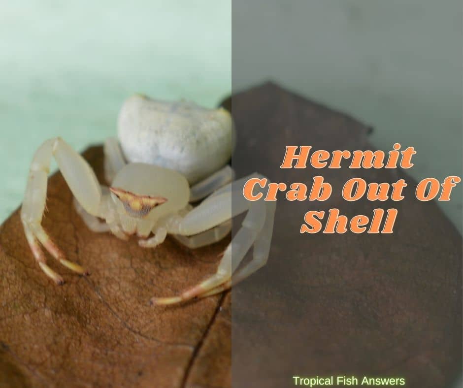 Hermit Crab Out Of Shell