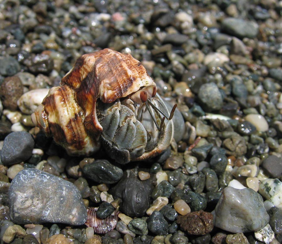 How long do hermit crabs live