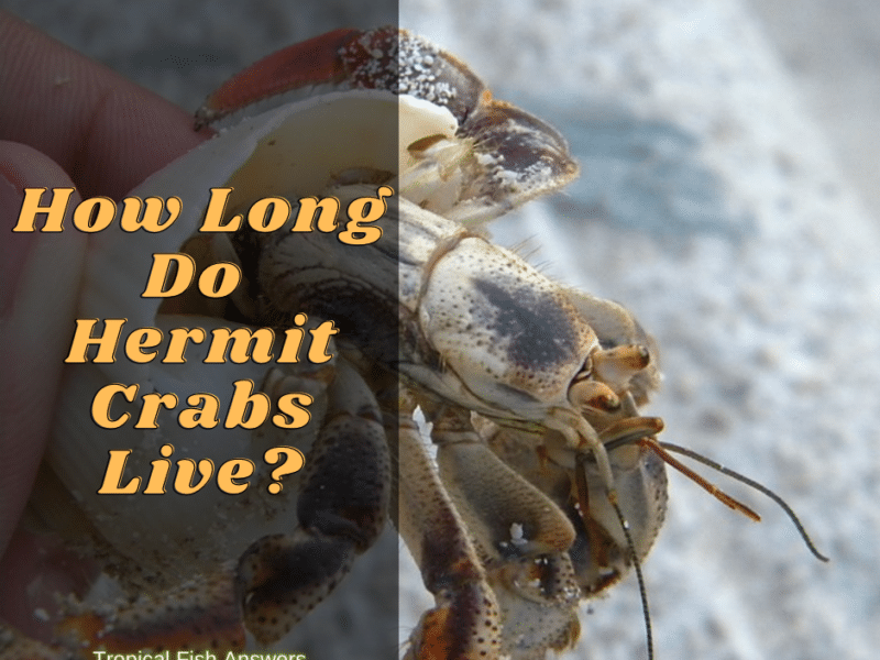 How long do hermit crabs live