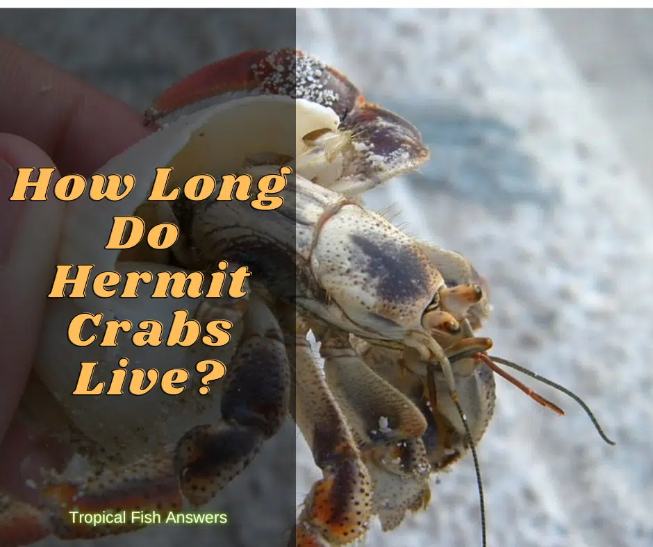 How long do hermit crabs live