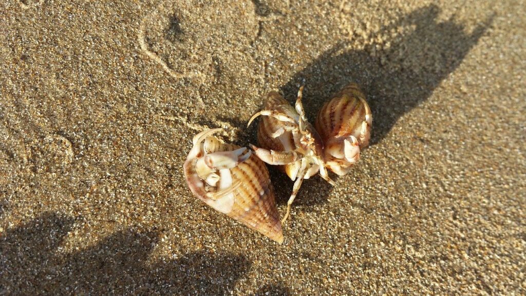 How long do hermit crabs live