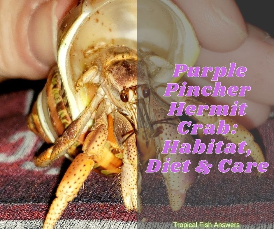 Purple Pincher Hermit Crab Habitat, Diet & Care