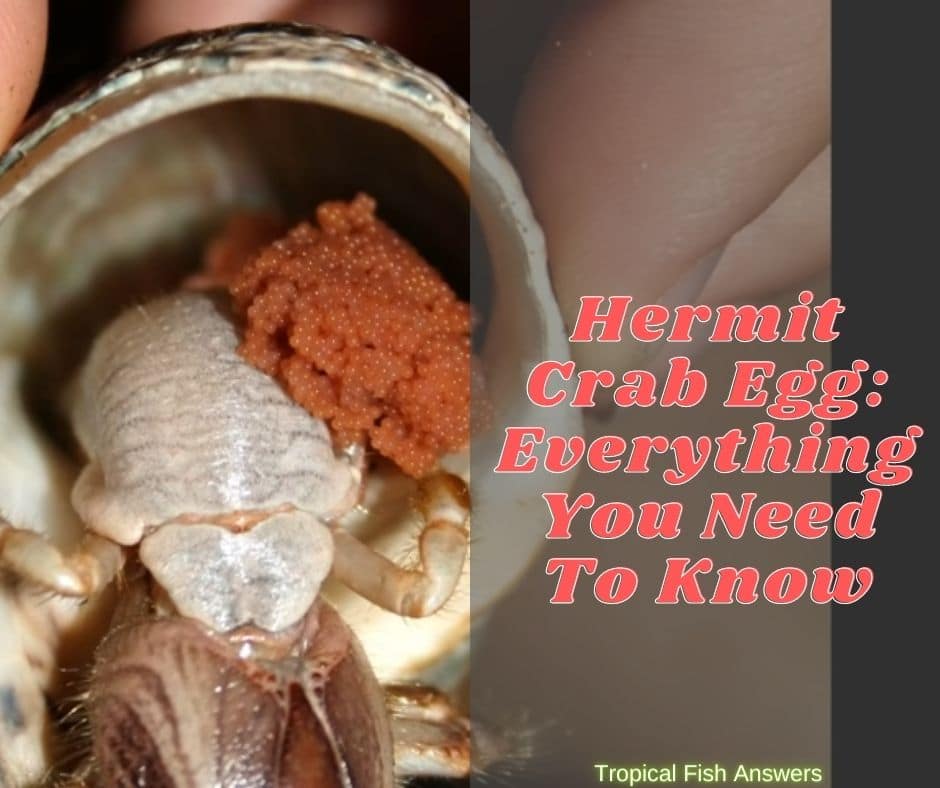Hermit Crab Egg Everything You Need To Know