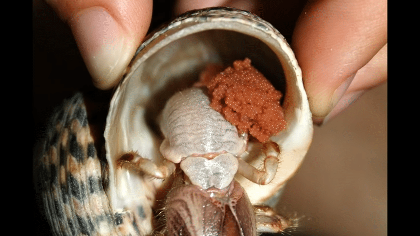 Hermit Crab Egg