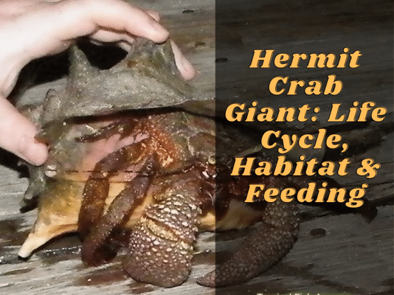 Hermit Crab Giant