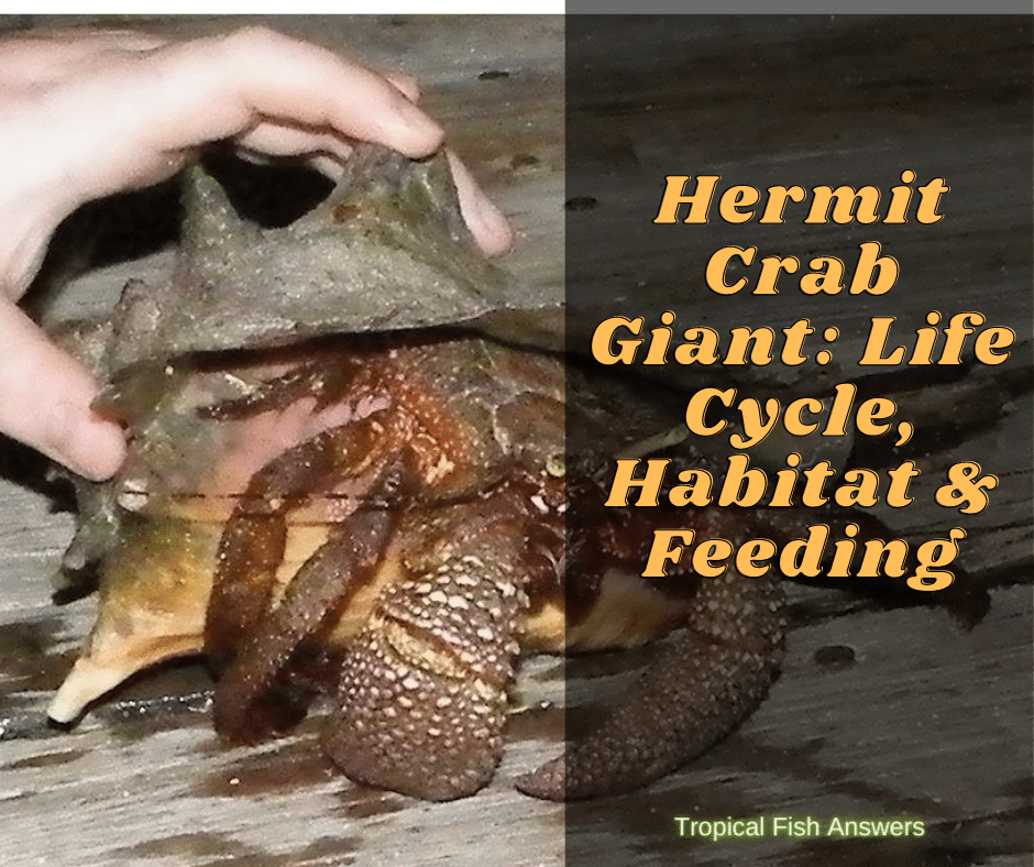 Hermit Crab Giant