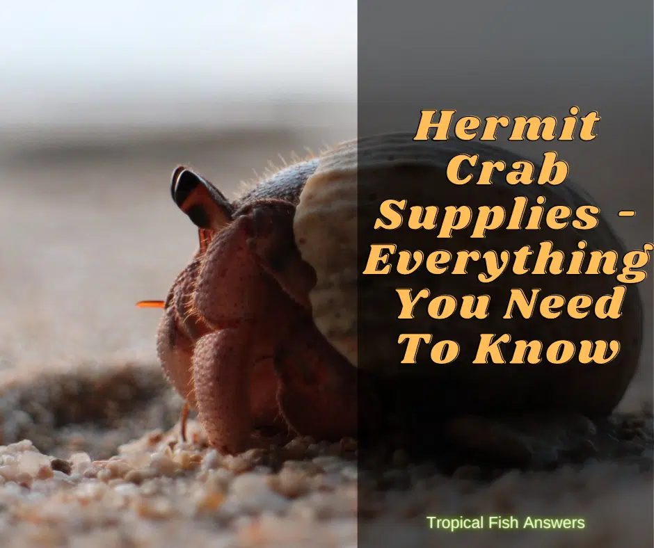 Hermit Crab Supplies