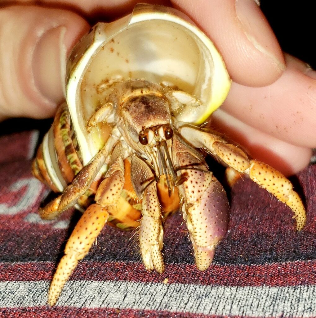 Purple Pincher Hermit Crab 1