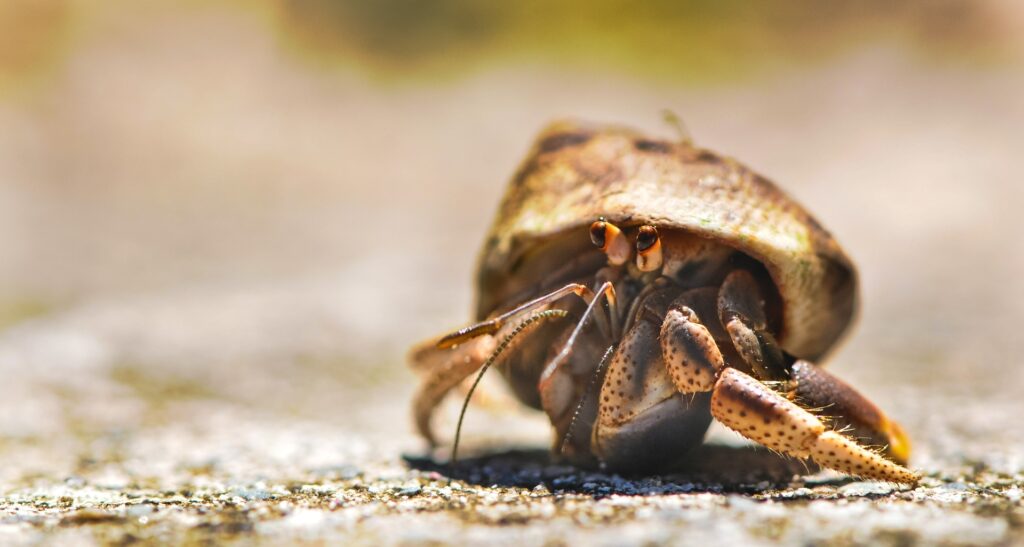 Purple Pincher Hermit Crab 2