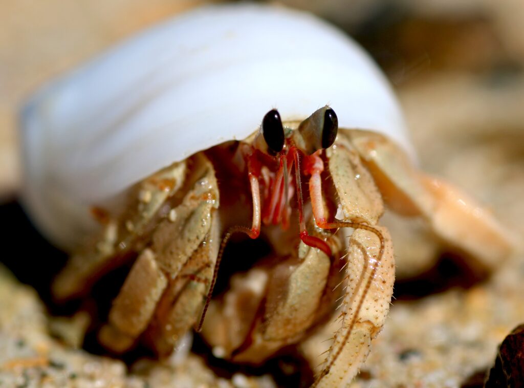 Purple Pincher Hermit Crab 3