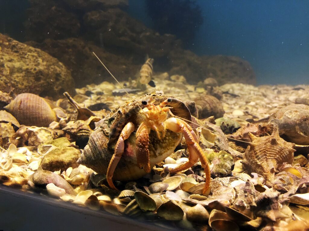 Some Useful Tips On Hermit Crab Tank Setup 2