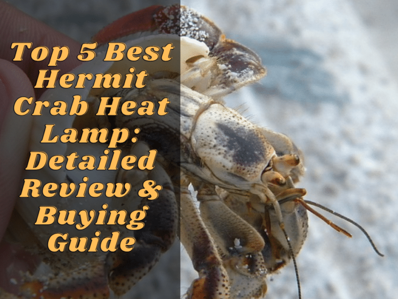Top 5 Best Hermit Crab Heat Lamp