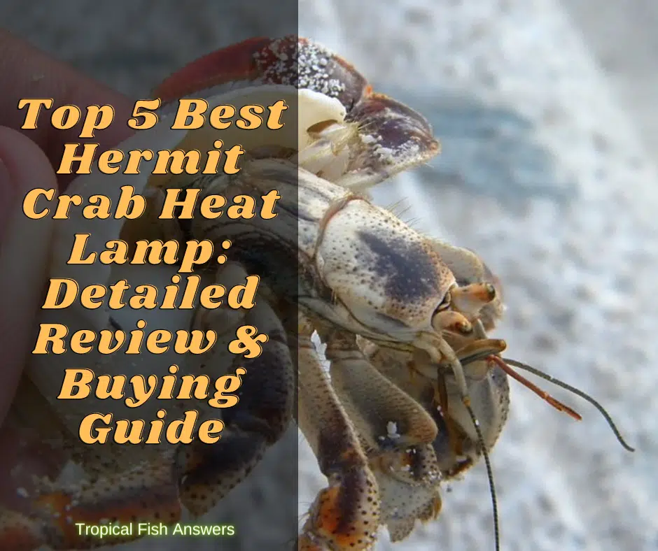 Top 5 Best Hermit Crab Heat Lamp