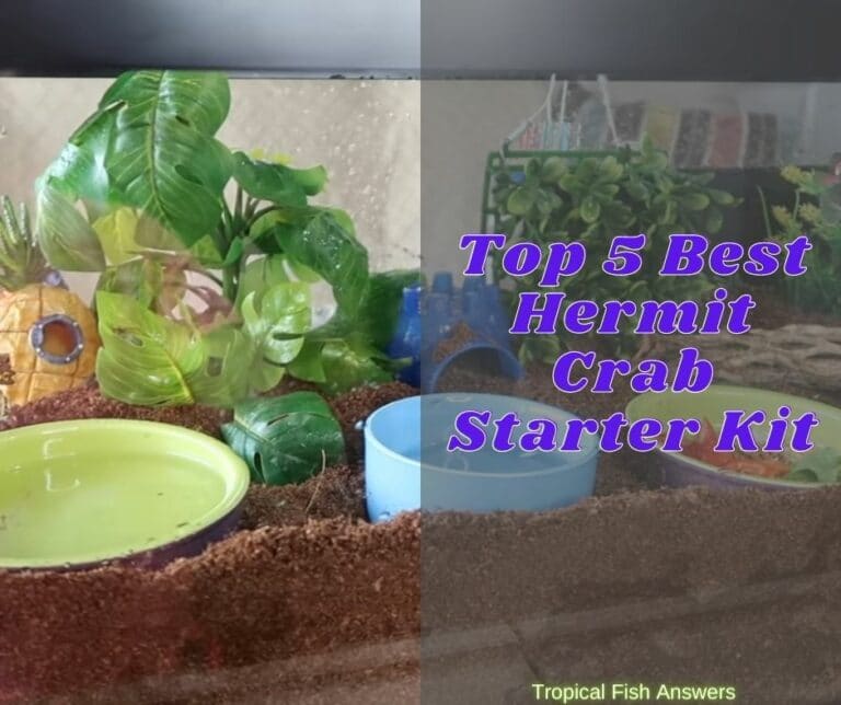 Top 5 Best Hermit Crab Starter Kit Of 2021 - TROPICAL FISH ANSWERS