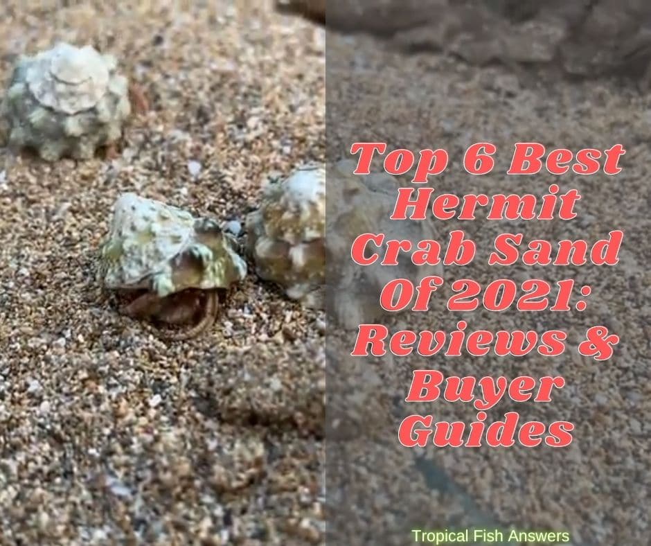 Top 6 Best Hermit Crab Sand Of 2021 Reviews & Buyer Guides (1)