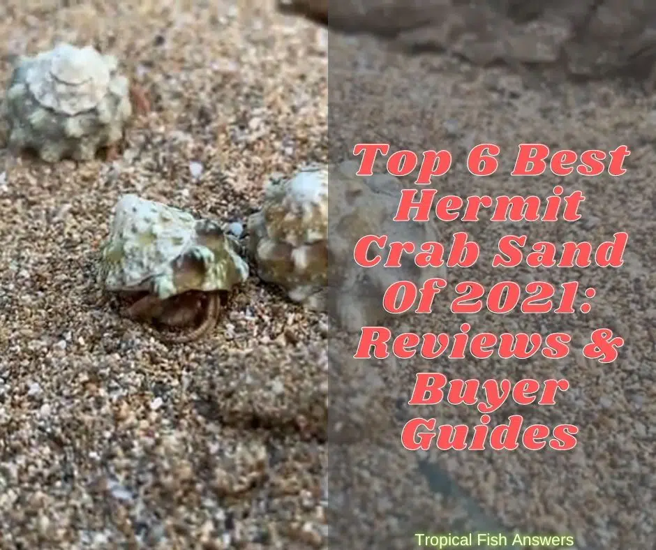 Top 6 Best Hermit Crab Sand Of 2021 Reviews & Buyer Guides (1)