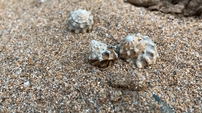 Top 6 Best Hermit Crab Sand Of 2021 Reviews Buyer Guides 3