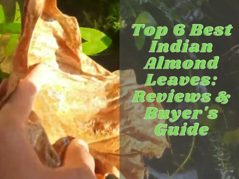 Best Indian Almond Leaves