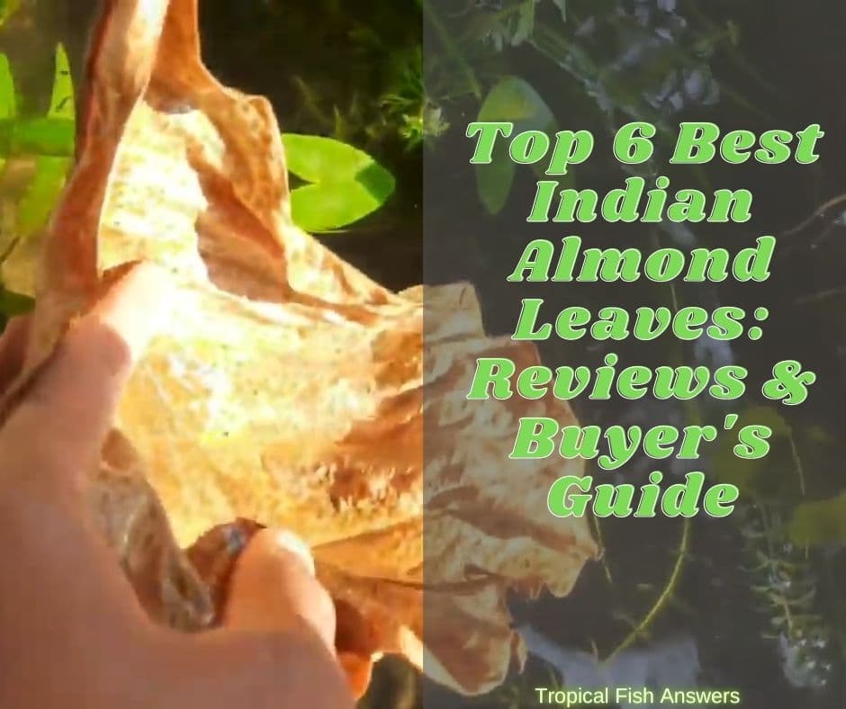 Best Indian Almond Leaves