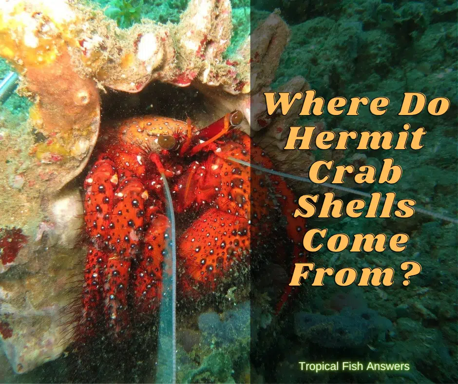 Where Do Hermit Crab Shells Come From