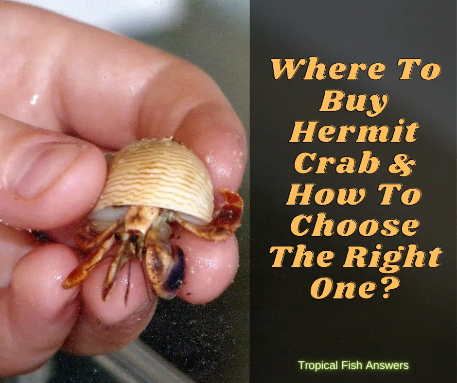 Where To Buy Hermit Crab