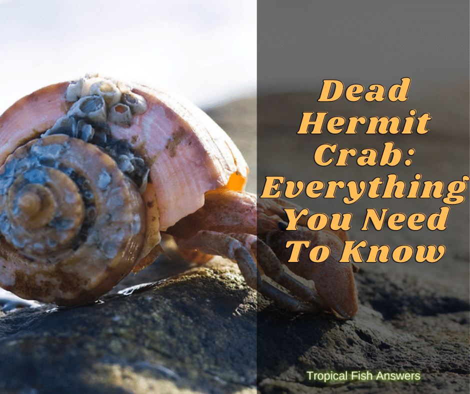 dead hermit crab