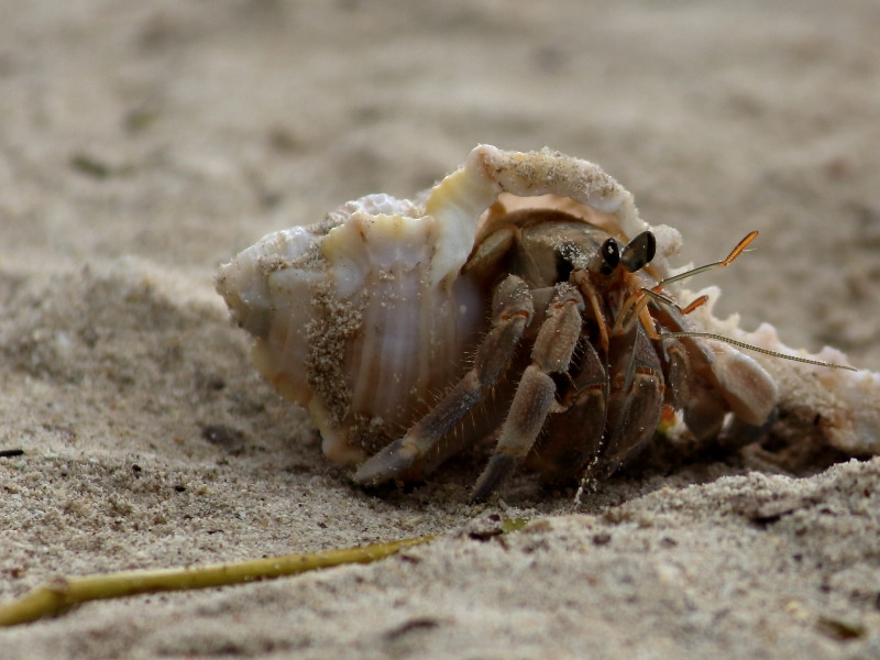 dead hermit crab