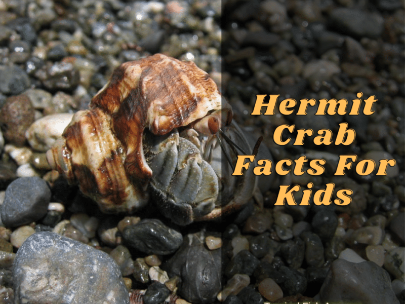hermit crab facts for kids