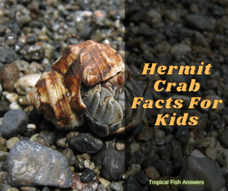 hermit crab facts for kids