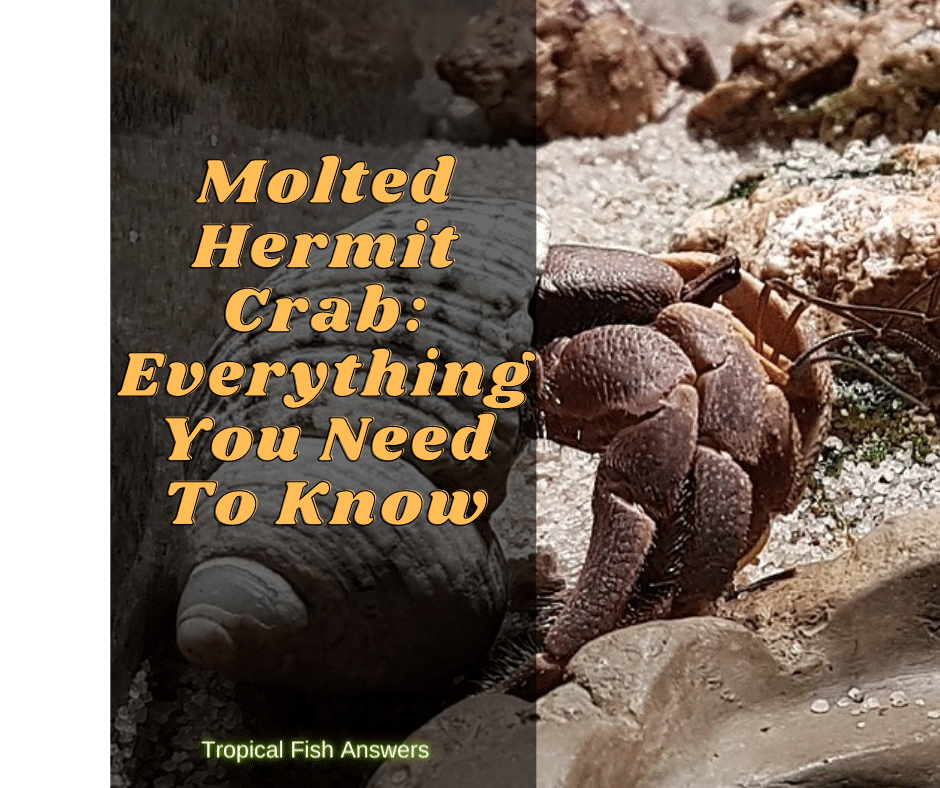 molted hermit crab