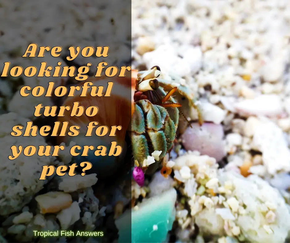 painted hermit crabs