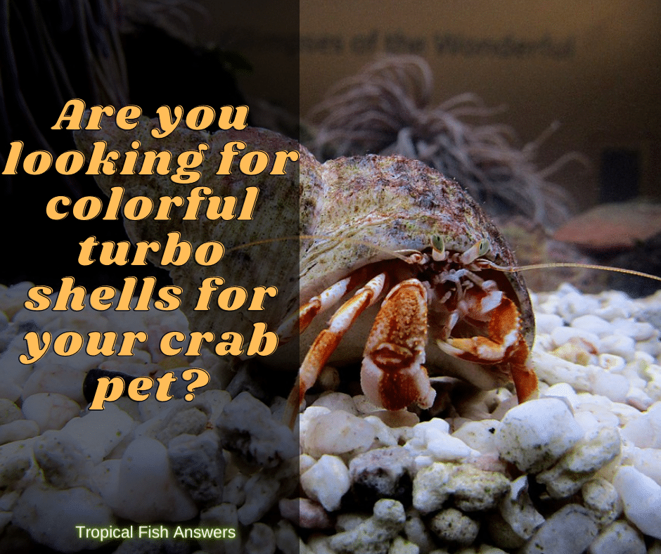 turbo shells for hermit crabs