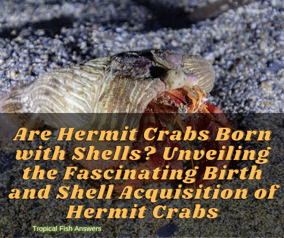 Are Hermit Crabs Born with Shells