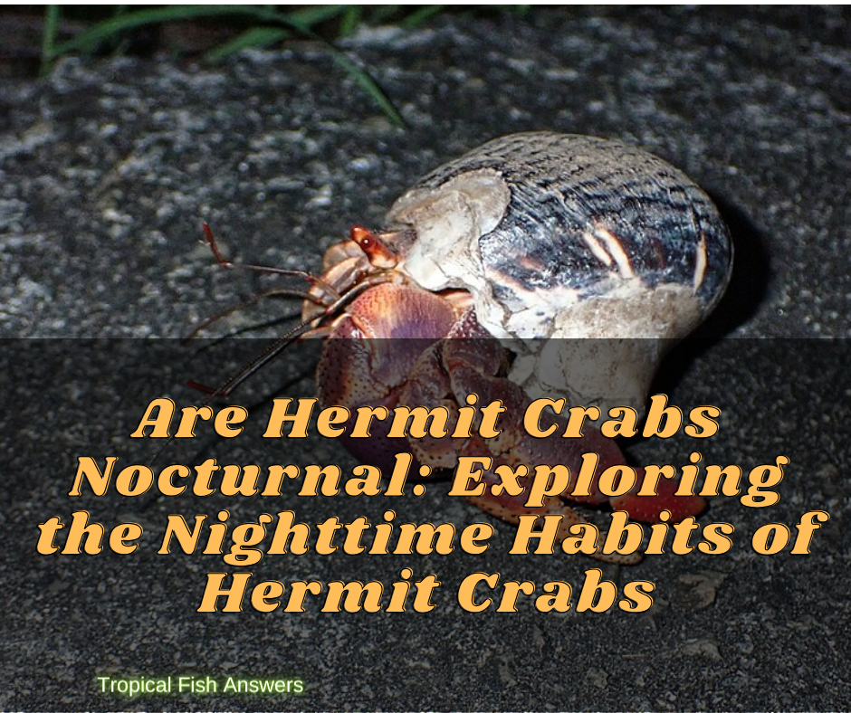 Are Hermit Crabs Nocturnal