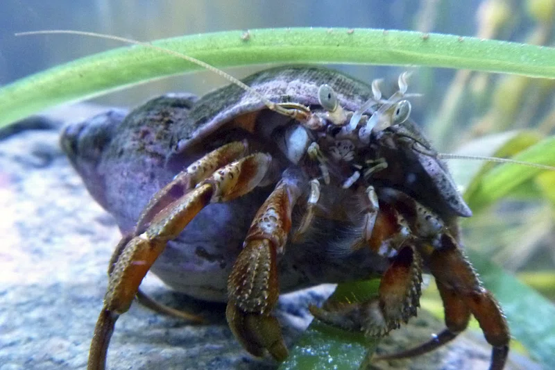 Big Hermit Crab Shells
