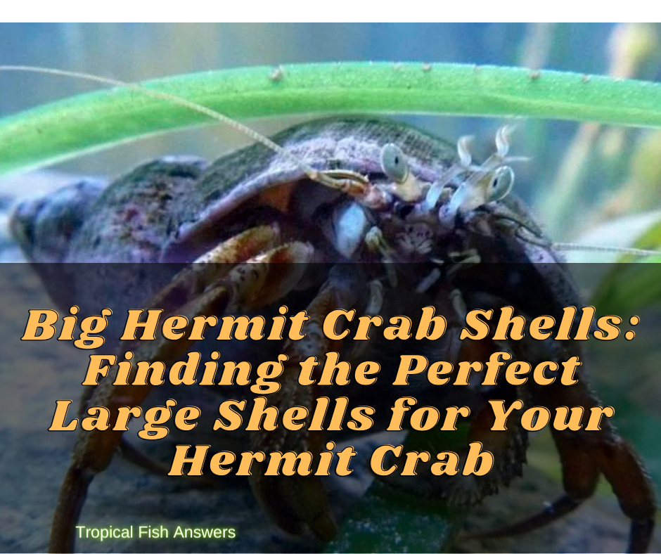 Big Hermit Crab Shells