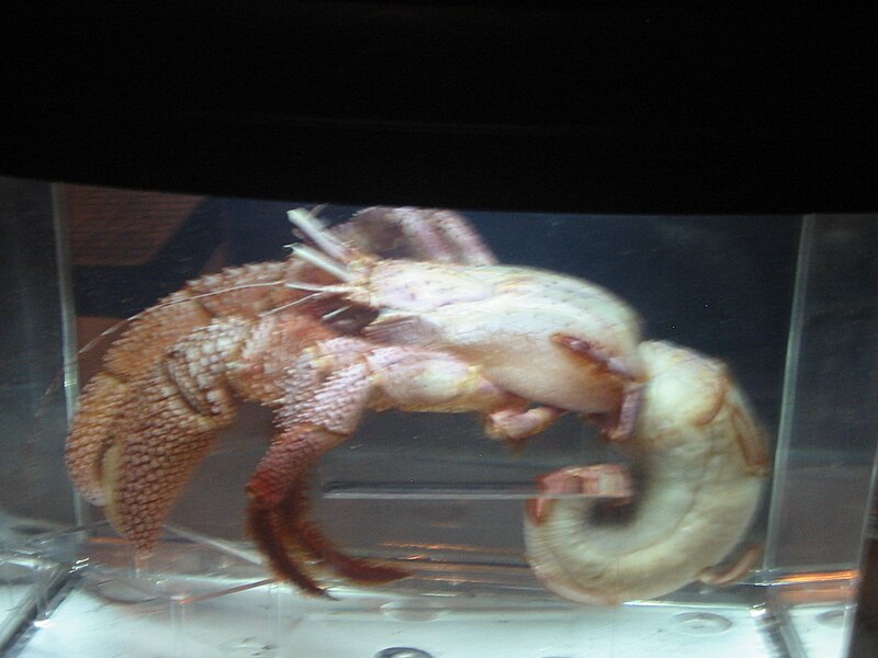 Biggest Hermit Crab in the World
