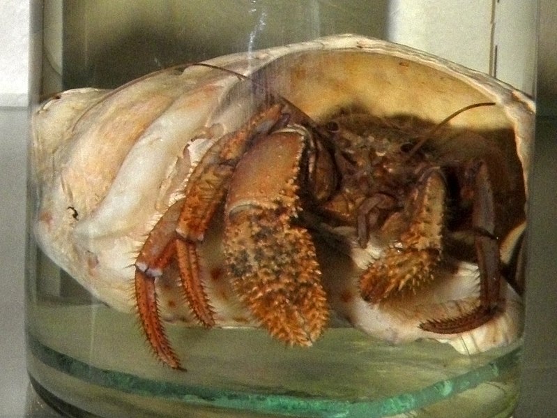 Biggest Hermit Crab in the World