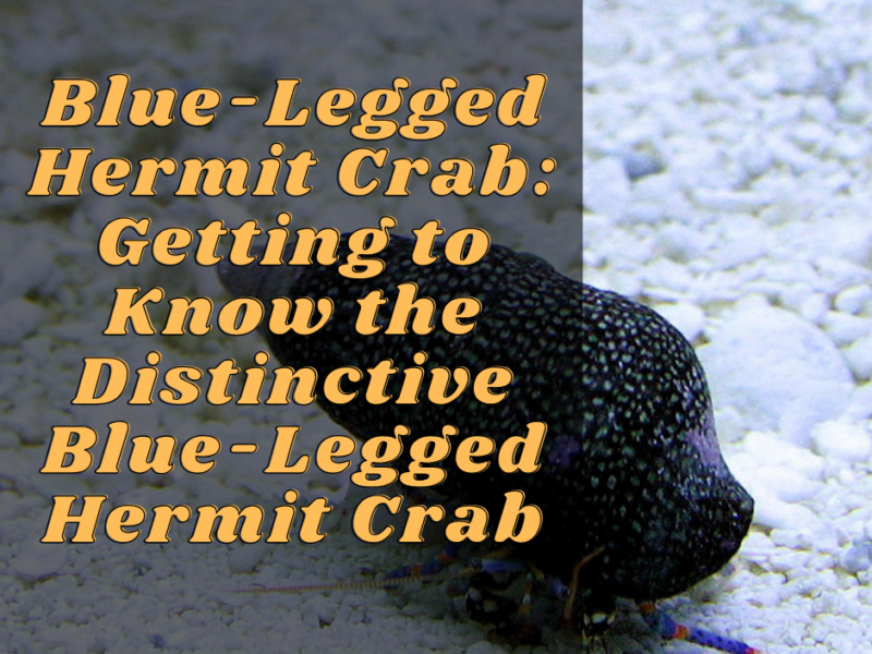 Does Hermit Crab Need Water TROPICAL FISH ANSWERS
