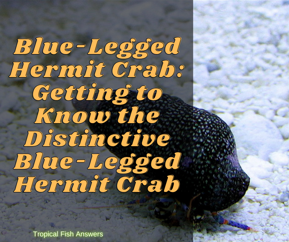 Blue-Legged Hermit Crab
