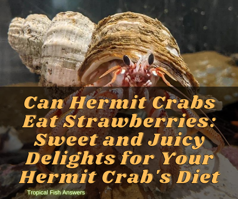 Can Hermit Crabs Eat Strawberries