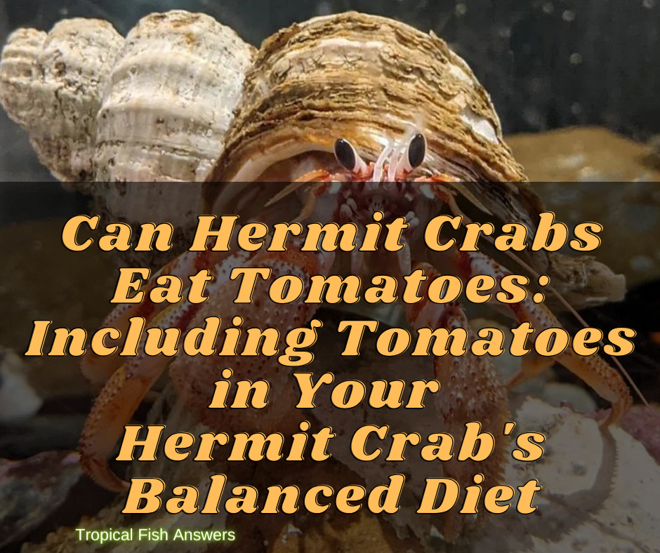 Can Hermit Crabs Eat Tomatoes