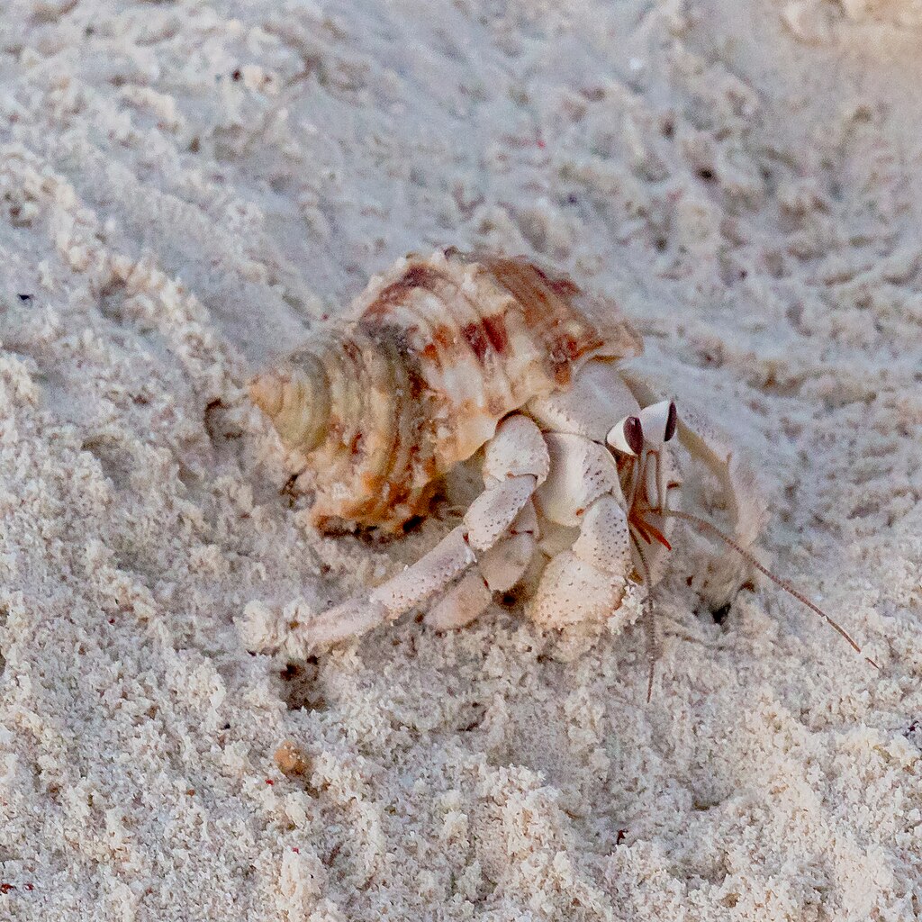 Molting Hermit Crab vs Dead