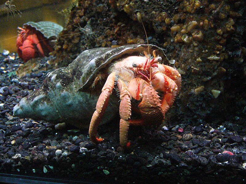 Cool Hermit Crab Habitats